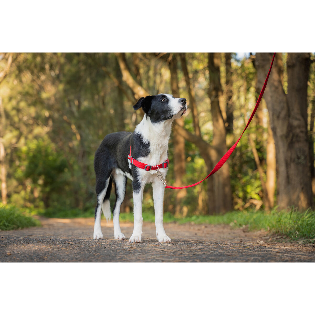 Hundesele Red Dingo 30-42 cm Rød XS